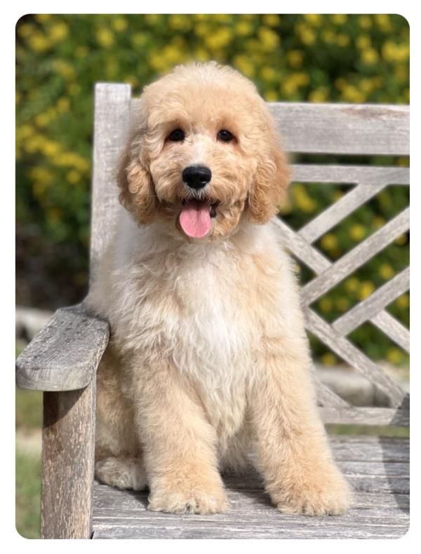 /Images/uploads/The Murphee and Sugar Angel Foundation/murpheeandsugar-pet-photo-contest-fundraiser/entries/27872thumb.jpg